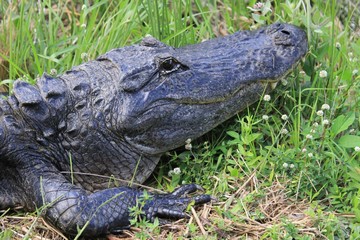a crocodile of everglades