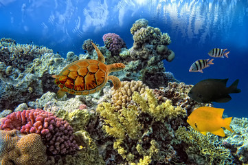 Obraz na płótnie Canvas Green sea Turtle Chelonia