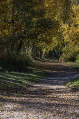 Forest in autumn