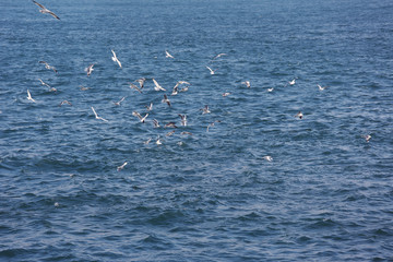 Greedy seagulls flying over the sea and look for food