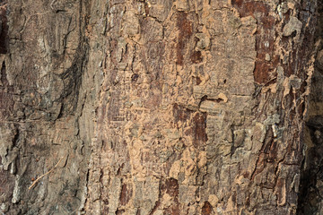  the surface of the bark.
