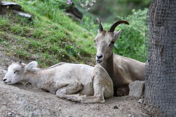 IBEX AND COMPANION