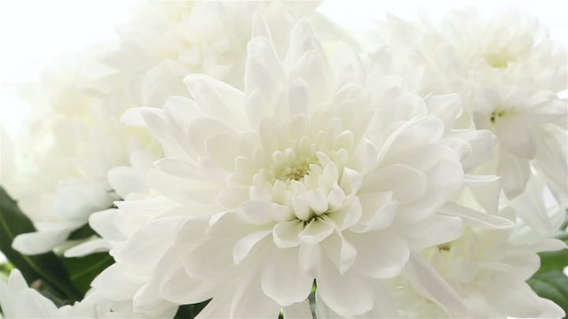 Beautiful bouquet white chrysanthemums on white background. Frame size varies.