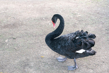 Proud Black Swan, the inhabitants of the zoo, the family of black swans, black swans endangered species