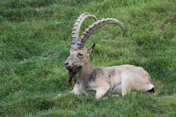 canadian ibex
