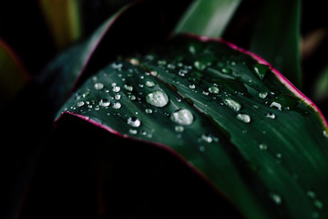 dews flow on the leaf in morning poor light