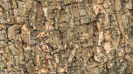  the surface of the bark.