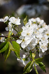 Obraz premium Cherry blossoms on a branch in the sunshine. Tonning photo
