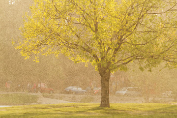 Tree at sunset in the rain/Tree at sunset in the rain, the first spring rain