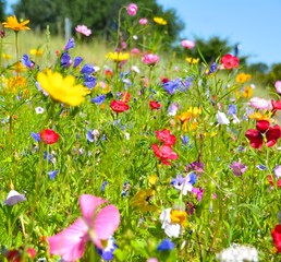 Obrazy na Szkle  Kartka z życzeniami - łąka kwiatowa - letnie kwiaty