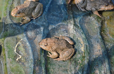 frog breeding in close farm