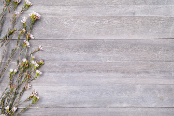 beautiful baby's breath