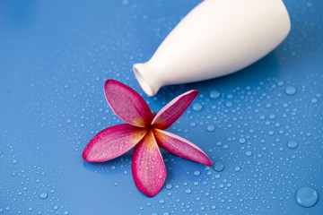 Fototapeta premium Plumeria Flower