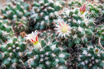 Obraz premium Cactus Flower