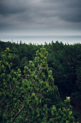 maritime pine tree