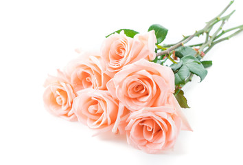Coral rose