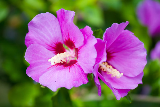 Closeup of two hollyhock flowers