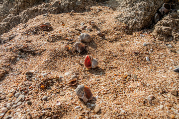 Shells