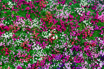 Flower background