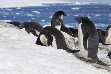 Adélie Penguins, Antarctica. 