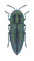 Beetle metallic wood borer Anthaxia krueperi