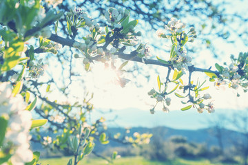 Blossoming cherry