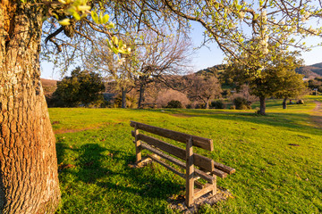 Spring in garden