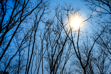Sun shines through trees