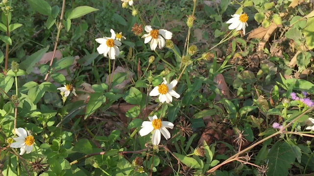 slow motion bee flying on white flowers in the morning