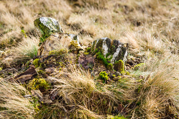 Three stump from felled birch trees