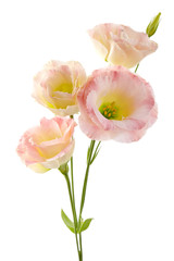 Fototapeta premium Eustoma flowers