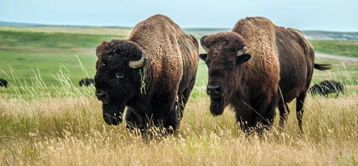 Zelfklevend Fotobehang Buffels © forcdan