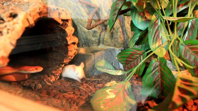 Red / Orange albino Snake attack a white mouse