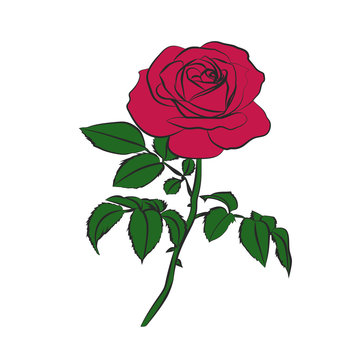 red rose on white background.