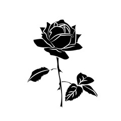 silhouette of rose