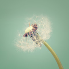 Close up of dandelion on a vintage background