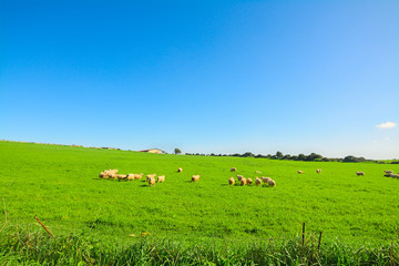 Herd of sheep on a green meadow