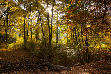 Herbstwald