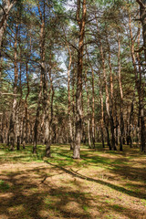 Fototapeta premium Pine forest