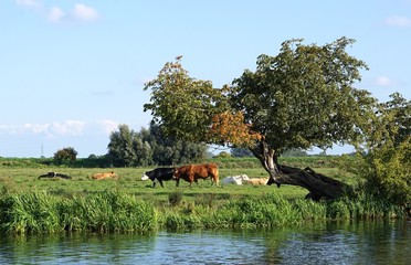 Red bull and Black Hereford in a riverside field in the Cambridgeshire fens, next to an old,...
