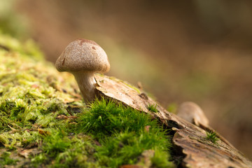 A single toadstool emerging from a pine log