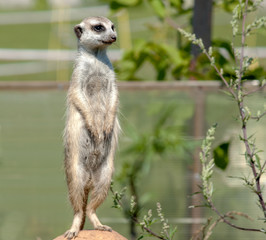 Meerkat standing on the stone