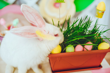 Easter rabbit eating grass
