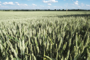 Weizen mit Ähren auf Feld im Sommer