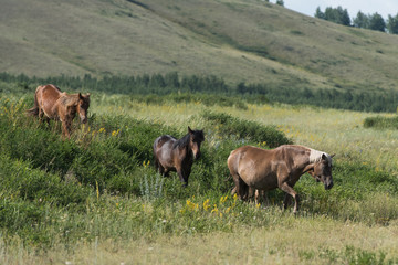 Beautiful horses in the field