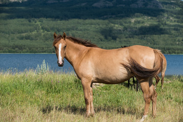 Fototapeta premium Brown horse in the field near lake
