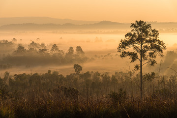 Green forest with ray of lights on the morning