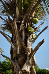 Blätterdach und Stamm einer Kokospalme