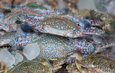 fresh blue craps in the ice, sea food in Thailand's market