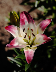 Beautiful flower close up